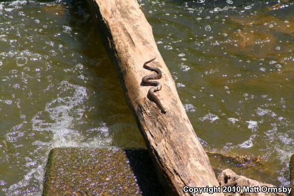 Northern Watersnake (Nerodia sipedon sipedon)