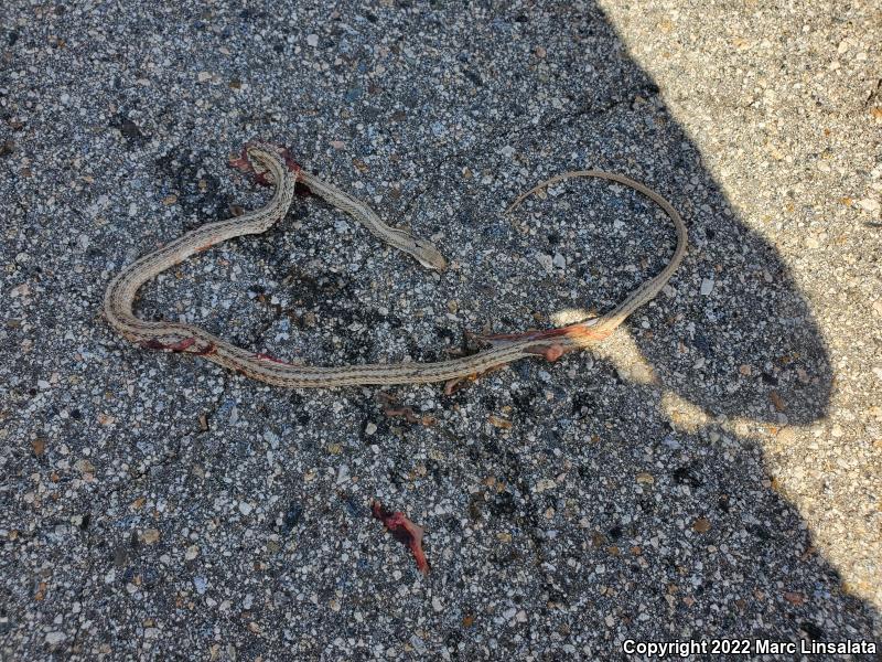 Mojave Patch-nosed Snake (Salvadora hexalepis mojavensis)