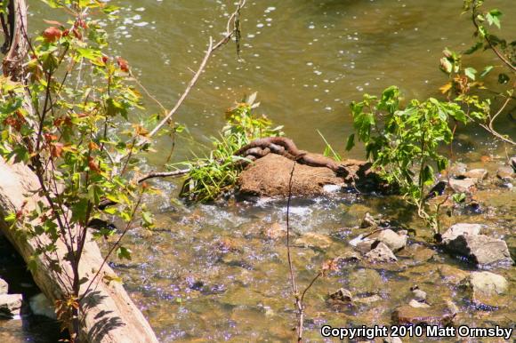 Northern Watersnake (Nerodia sipedon sipedon)