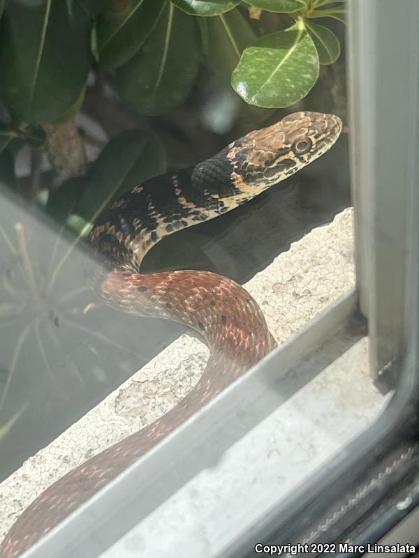 Red Racer (Coluber flagellum piceus)