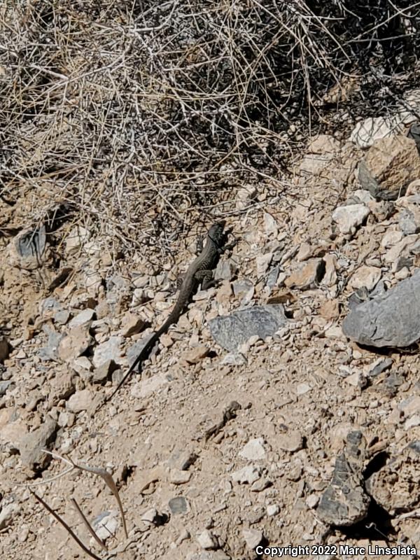 Great Basin Whiptail (Aspidoscelis tigris tigris)