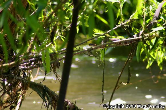 Northern Watersnake (Nerodia sipedon sipedon)