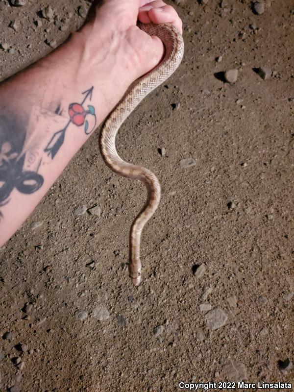 Desert Glossy Snake (Arizona elegans eburnata)