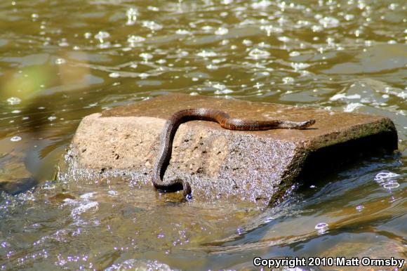 Northern Watersnake (Nerodia sipedon sipedon)