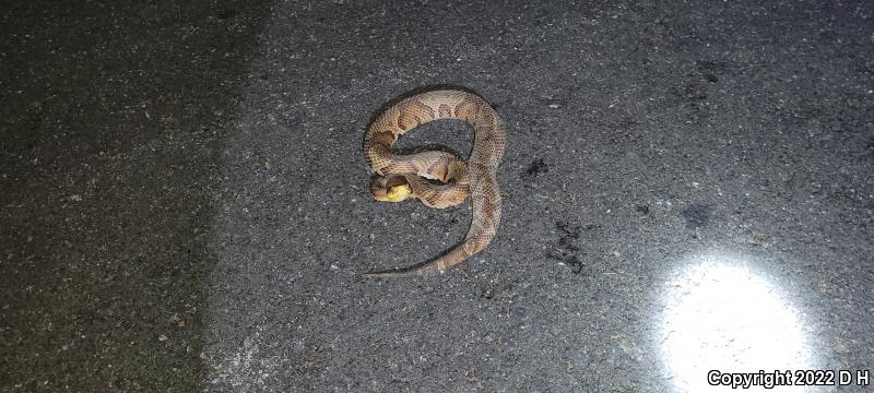 Northern  Copperhead (Agkistrodon contortrix mokasen)