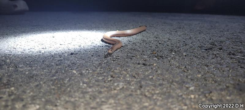 Mountain Earthsnake (Virginia valeriae pulchra)