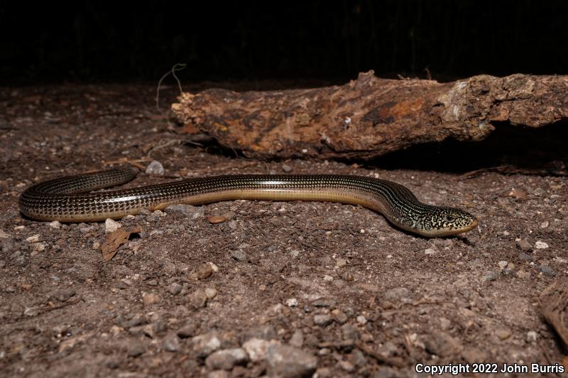 Eastern Glass Lizard (Ophisaurus ventralis)