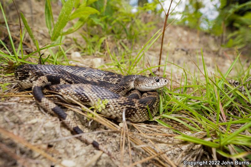 Florida Pinesnake (Pituophis melanoleucus mugitus)