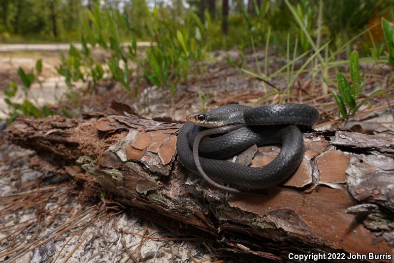 Brown-chinned Racer (Coluber constrictor helvigularis)