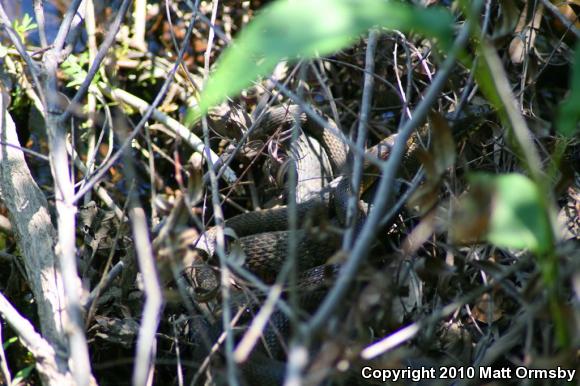 Northern Watersnake (Nerodia sipedon sipedon)