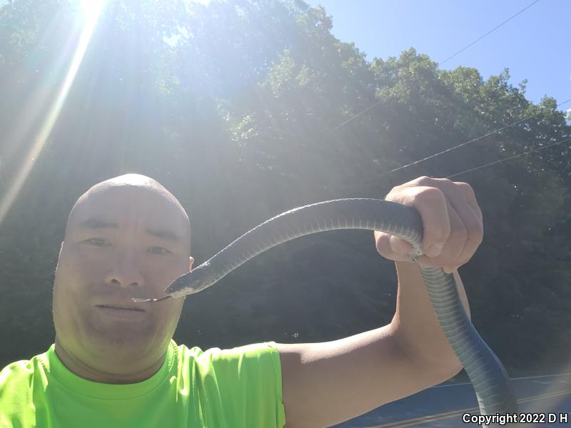 Northern  Black Racer (Coluber constrictor constrictor)