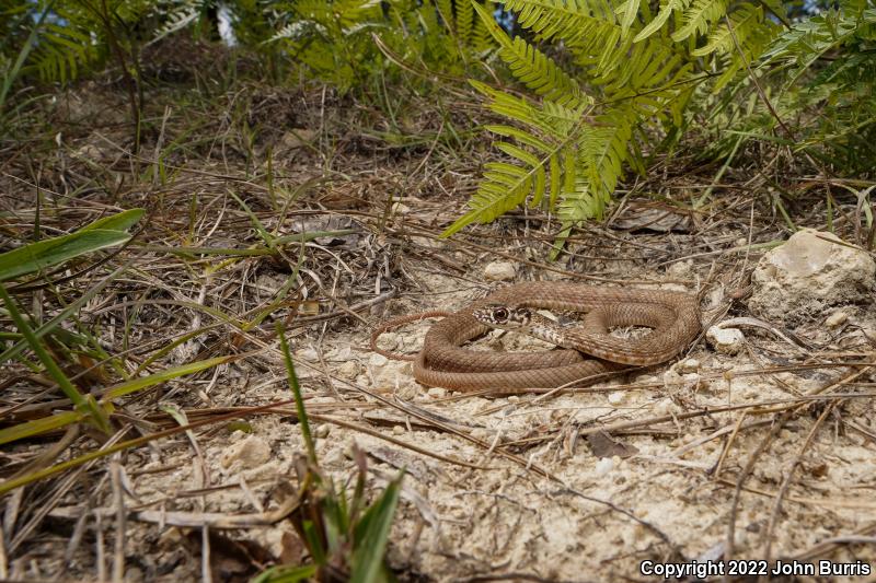 Eastern Coachwhip (Coluber flagellum flagellum)