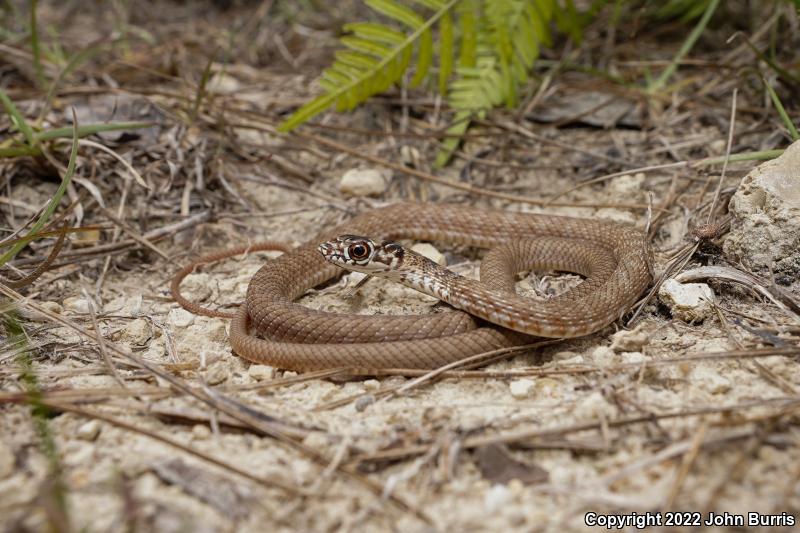 Eastern Coachwhip (Coluber flagellum flagellum)