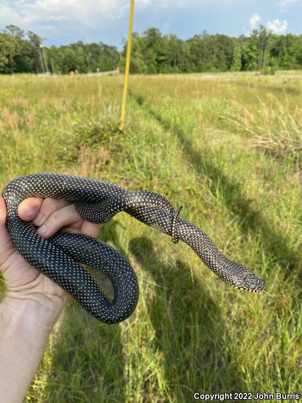 Speckled Kingsnake (Lampropeltis getula holbrooki)