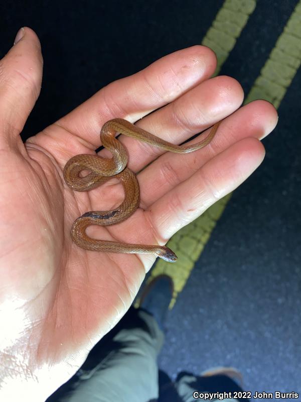 Florida Red-bellied Snake (Storeria occipitomaculata obscura)