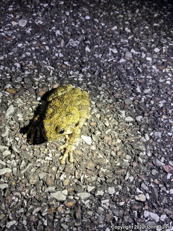 Cope's Gray Treefrog (Hyla chrysoscelis)