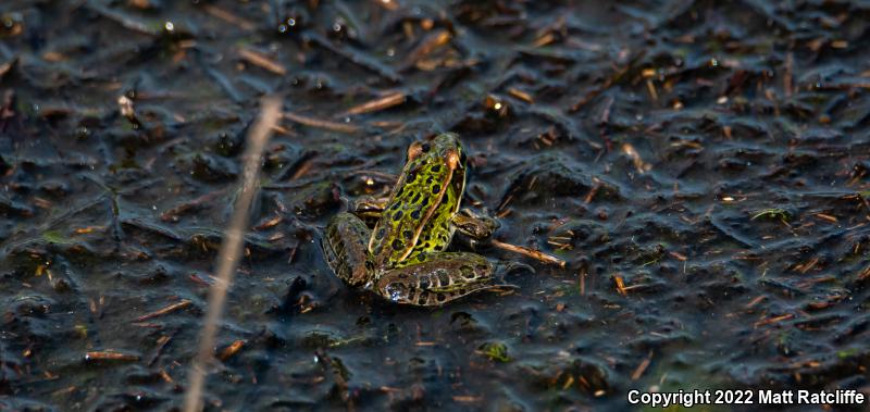 Southern Leopard Frog (Lithobates sphenocephalus utricularius)