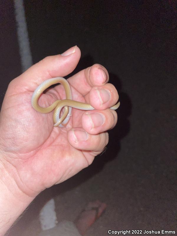 Plains Black-headed Snake (Tantilla nigriceps)