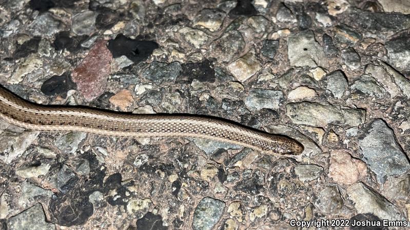 Lined Snake (Tropidoclonion lineatum)