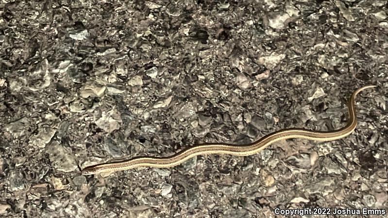 Lined Snake (Tropidoclonion lineatum)