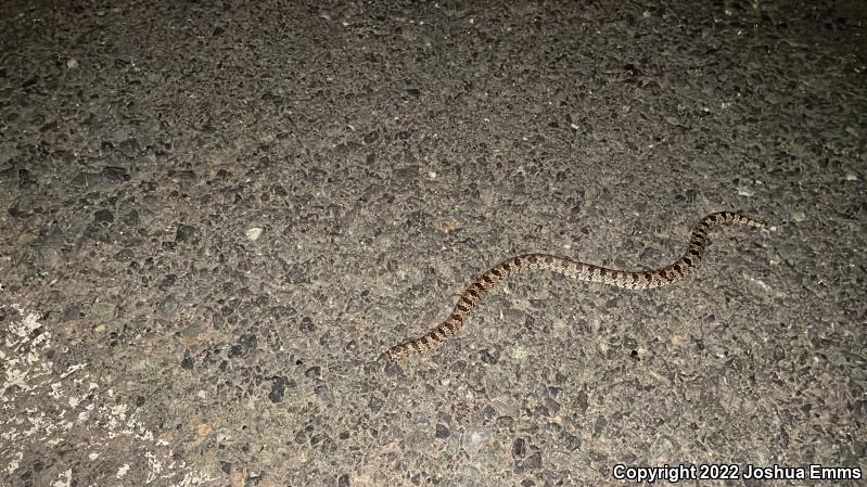 Chihuahuan Hook-nosed Snake (Gyalopion canum)