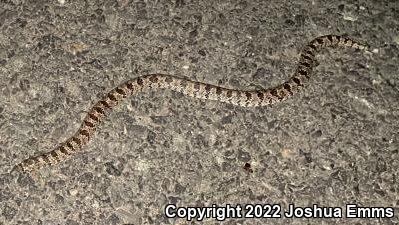 Chihuahuan Hook-nosed Snake (Gyalopion canum)