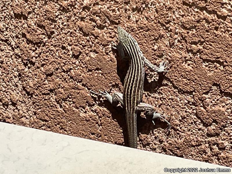 New Mexico Whiptail (Aspidoscelis neomexicana)