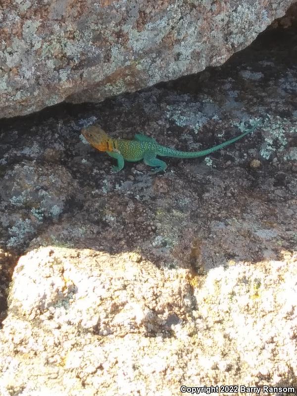 Eastern Collared Lizard (Crotaphytus collaris)