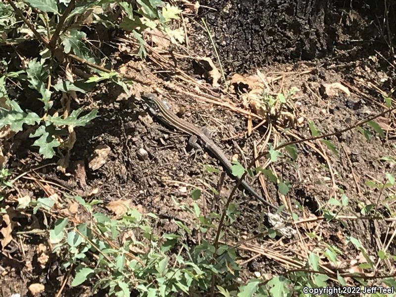 Plateau Striped Whiptail (Aspidoscelis velox)