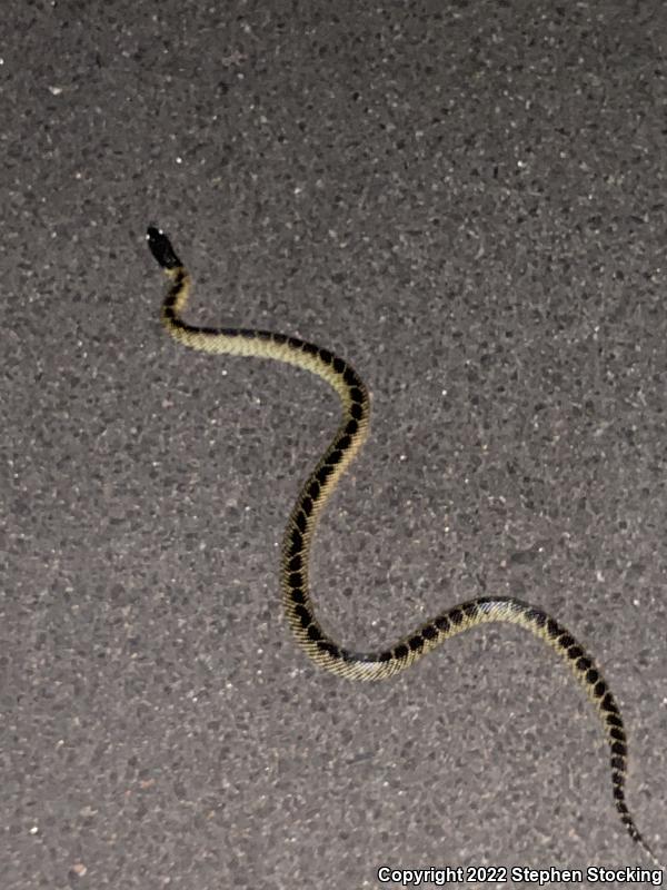 Desert Kingsnake (Lampropeltis getula splendida)