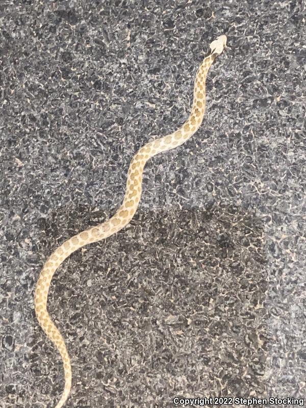 Sonoran Nightsnake (Hypsiglena chlorophaea chlorophaea)