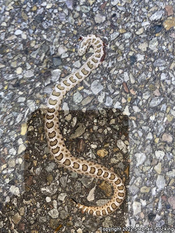 Western Massasauga (Sistrurus catenatus tergeminus)