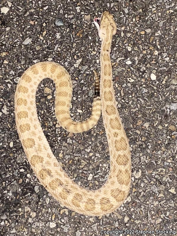 Prairie Rattlesnake (Crotalus viridis)