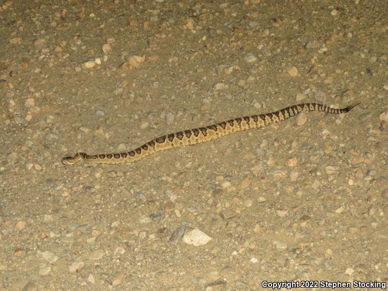 Great Basin Rattlesnake (Crotalus oreganus lutosus)