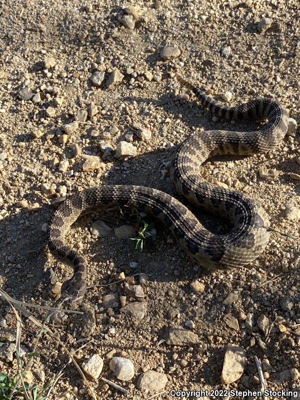 Great Basin Rattlesnake (Crotalus oreganus lutosus)