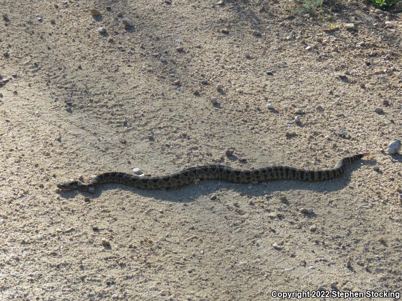 Great Basin Rattlesnake (Crotalus oreganus lutosus)