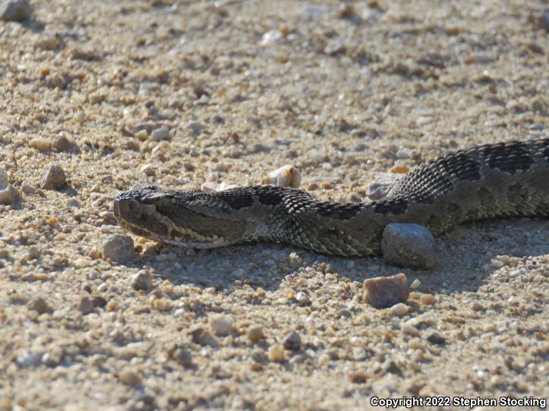 Great Basin Rattlesnake (Crotalus oreganus lutosus)