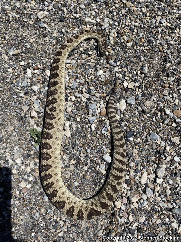 Great Basin Rattlesnake (Crotalus oreganus lutosus)