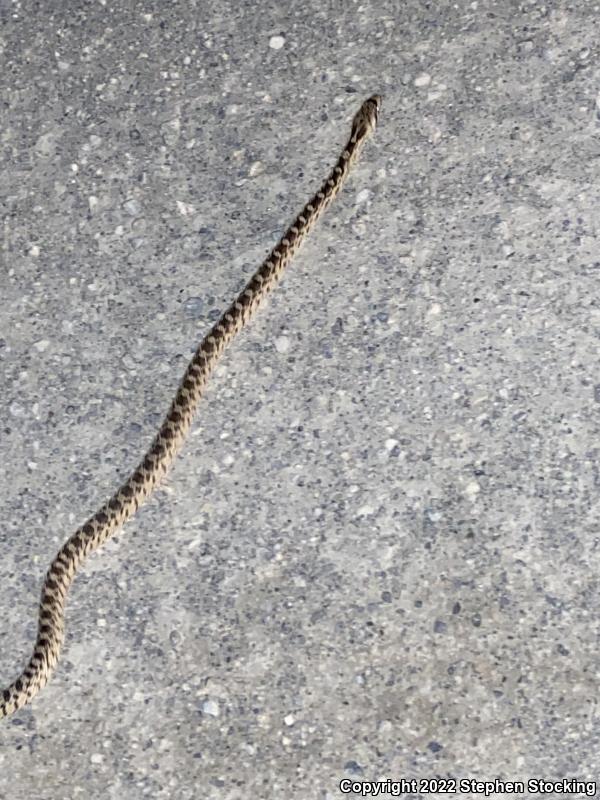 Great Basin Gopher Snake (Pituophis catenifer deserticola)