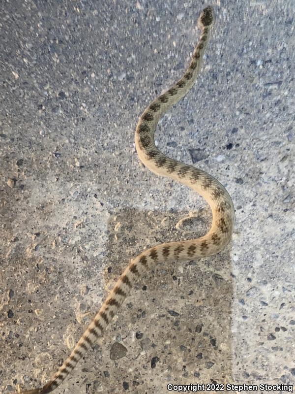 Great Basin Rattlesnake (Crotalus oreganus lutosus)