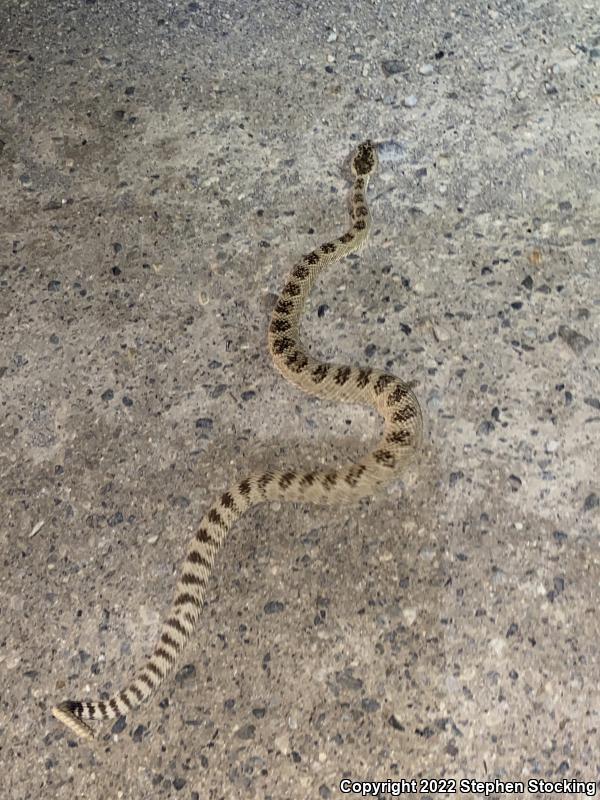 Great Basin Rattlesnake (Crotalus oreganus lutosus)