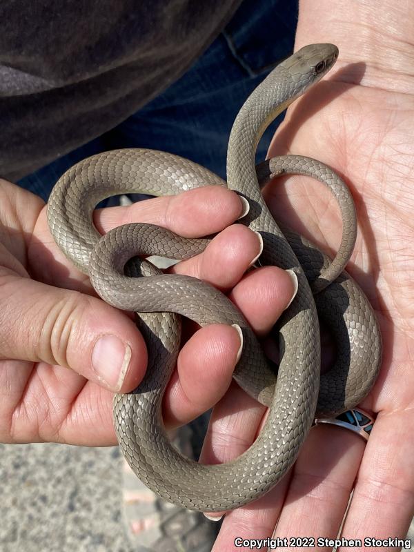 Western Yellow-bellied Racer (Coluber constrictor mormon)