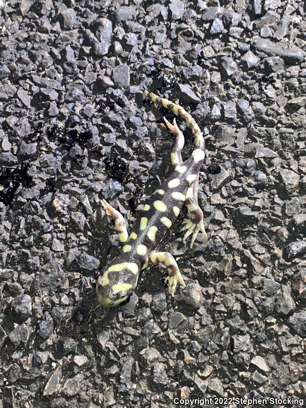 Barred Tiger Salamander (Ambystoma mavortium mavortium)