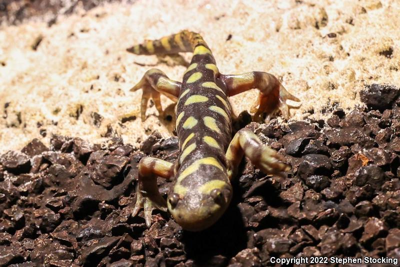Barred Tiger Salamander (Ambystoma mavortium mavortium)
