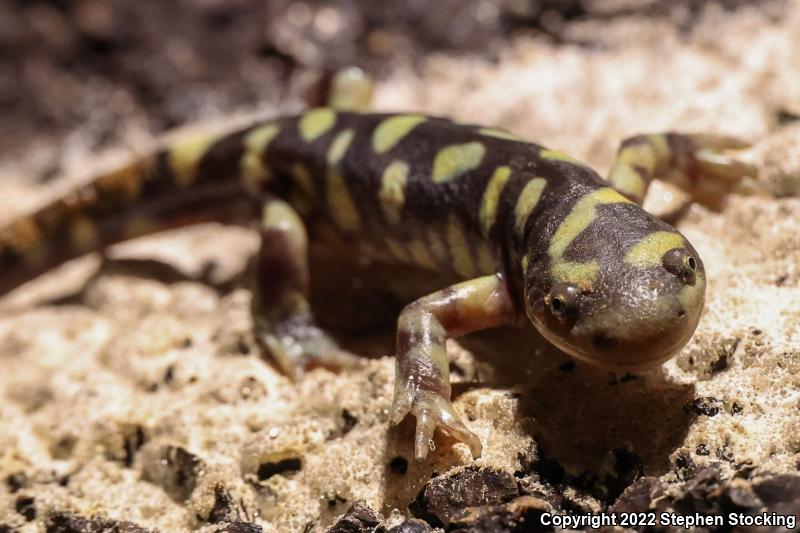 Barred Tiger Salamander (Ambystoma mavortium mavortium)