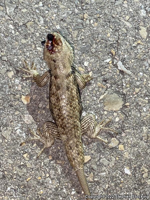 Yellow-backed Spiny Lizard (Sceloporus uniformis)