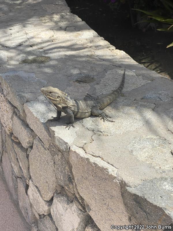 Cape Spiny-tailed Iguana (Ctenosaura hemilopha)