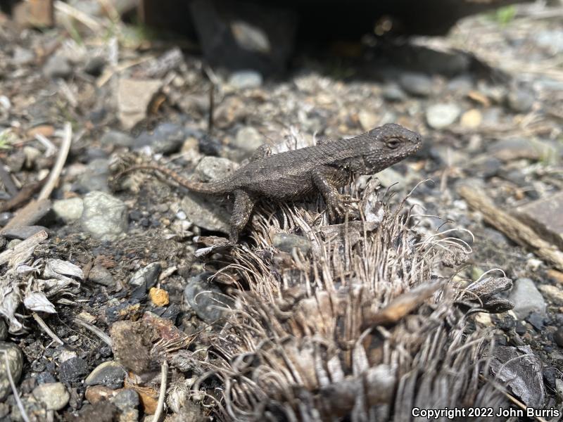 NorthWestern Fence Lizard (Sceloporus occidentalis occidentalis)