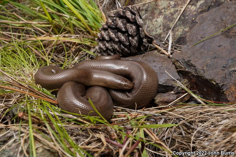 Northern Rubber Boa (Charina bottae)