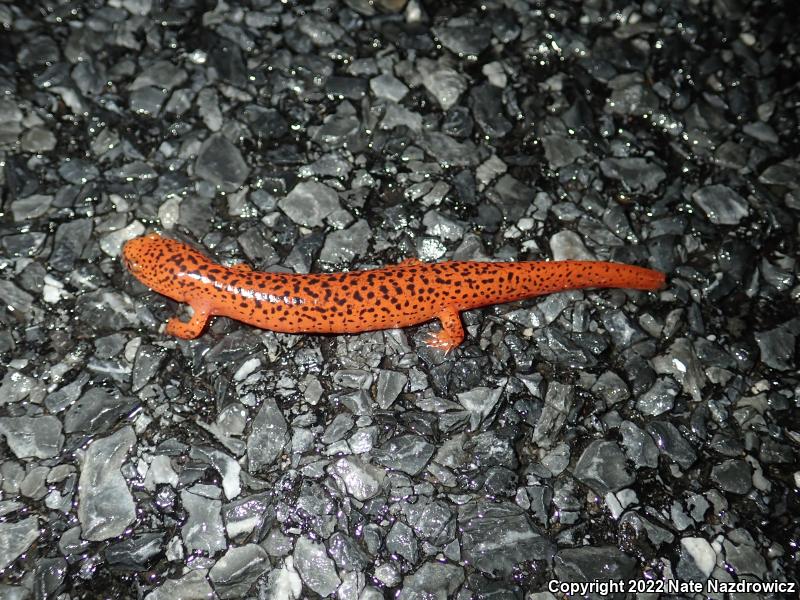 Northern Red Salamander (Pseudotriton ruber ruber)